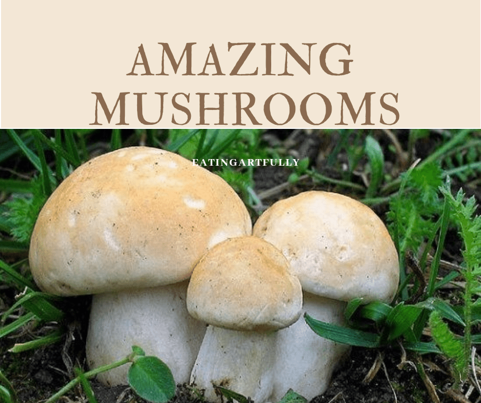 Amazing Mushrooms