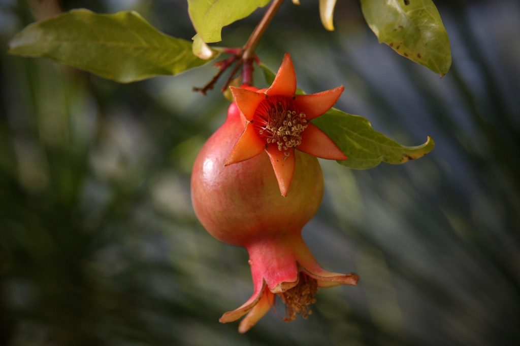 pomegranate